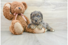 Best Mini Goldendoodle Baby