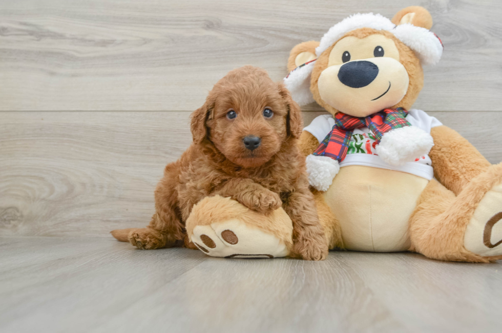 5 week old Mini Goldendoodle Puppy For Sale - Lone Star Pups