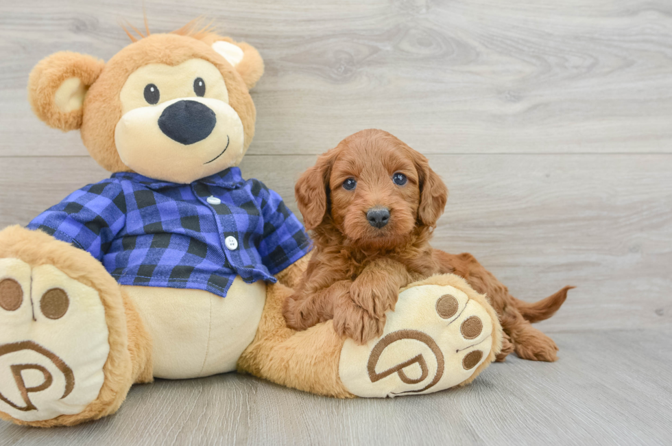 5 week old Mini Goldendoodle Puppy For Sale - Lone Star Pups