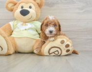 7 week old Mini Goldendoodle Puppy For Sale - Lone Star Pups