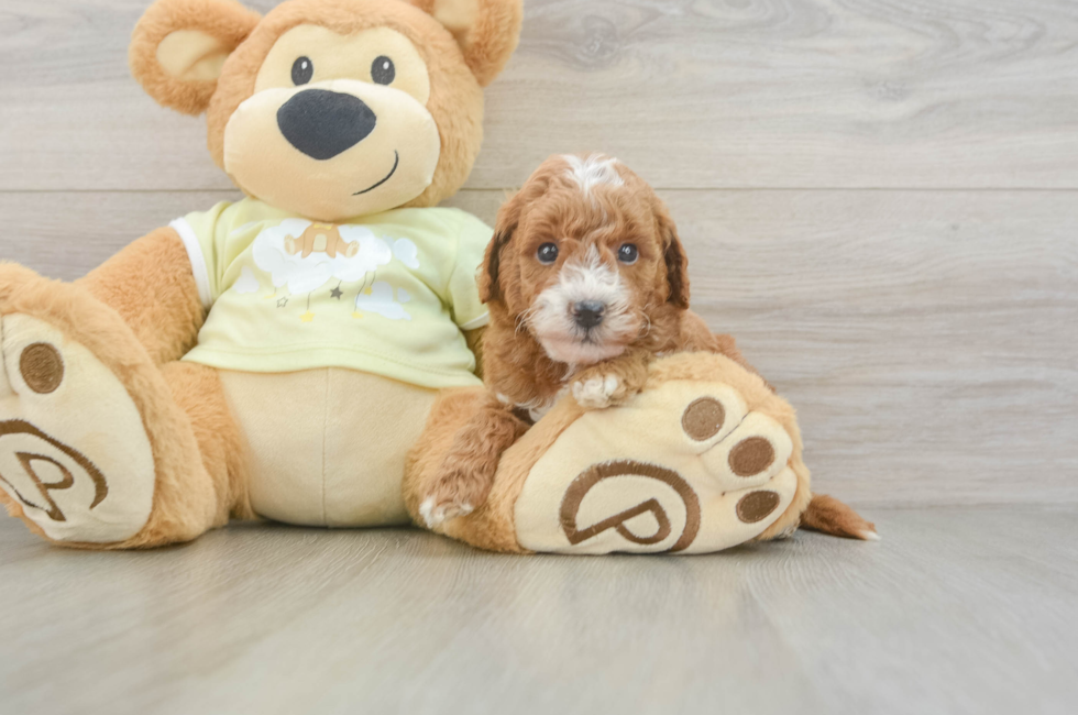 5 week old Mini Goldendoodle Puppy For Sale - Lone Star Pups