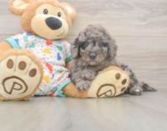 7 week old Mini Goldendoodle Puppy For Sale - Lone Star Pups