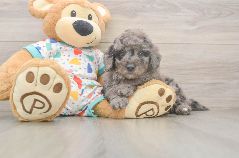 7 week old Mini Goldendoodle Puppy For Sale - Lone Star Pups