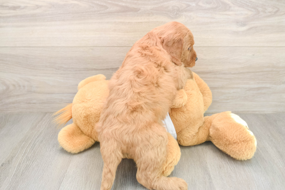 Mini Goldendoodle Pup Being Cute