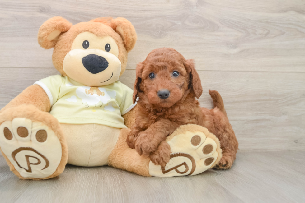 Sweet Mini Goldendoodle Baby