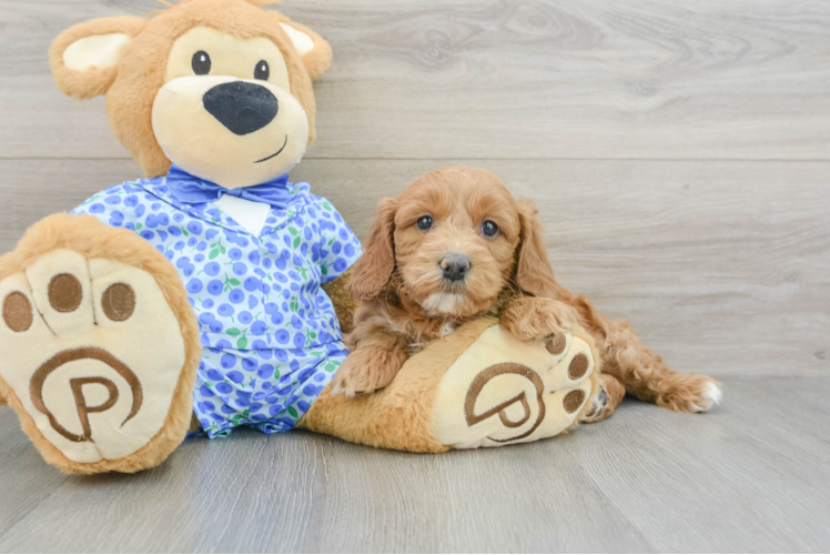 Funny Mini Goldendoodle Poodle Mix Pup