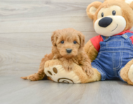 8 week old Mini Goldendoodle Puppy For Sale - Lone Star Pups