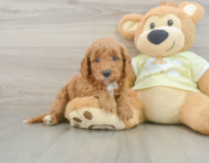 7 week old Mini Goldendoodle Puppy For Sale - Lone Star Pups