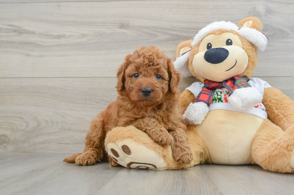 Sweet Mini Goldendoodle Baby