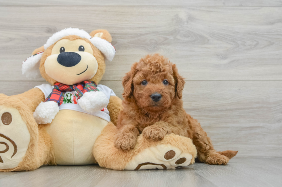 5 week old Mini Goldendoodle Puppy For Sale - Lone Star Pups