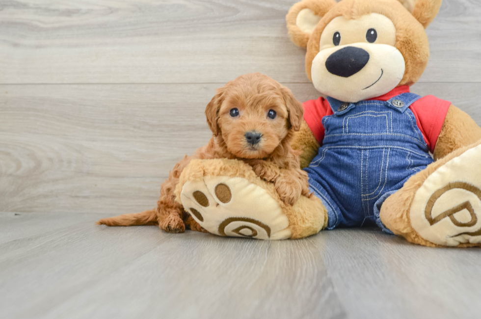 6 week old Mini Goldendoodle Puppy For Sale - Lone Star Pups