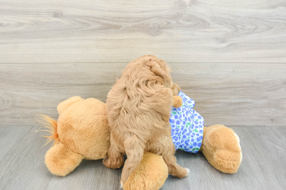 Mini Goldendoodle Puppy for Adoption