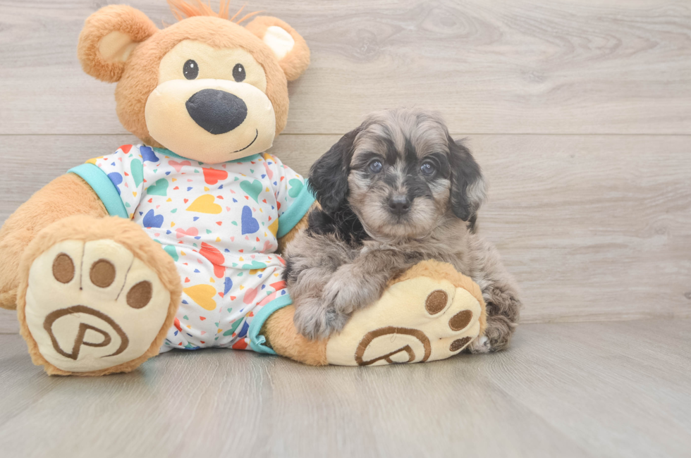 7 week old Mini Goldendoodle Puppy For Sale - Lone Star Pups