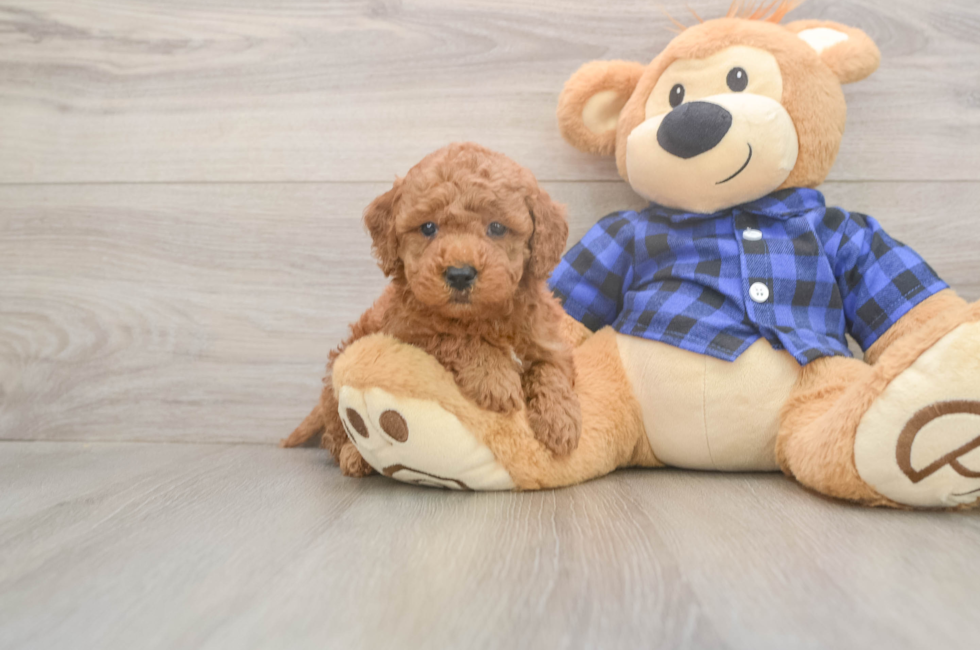 7 week old Mini Goldendoodle Puppy For Sale - Lone Star Pups