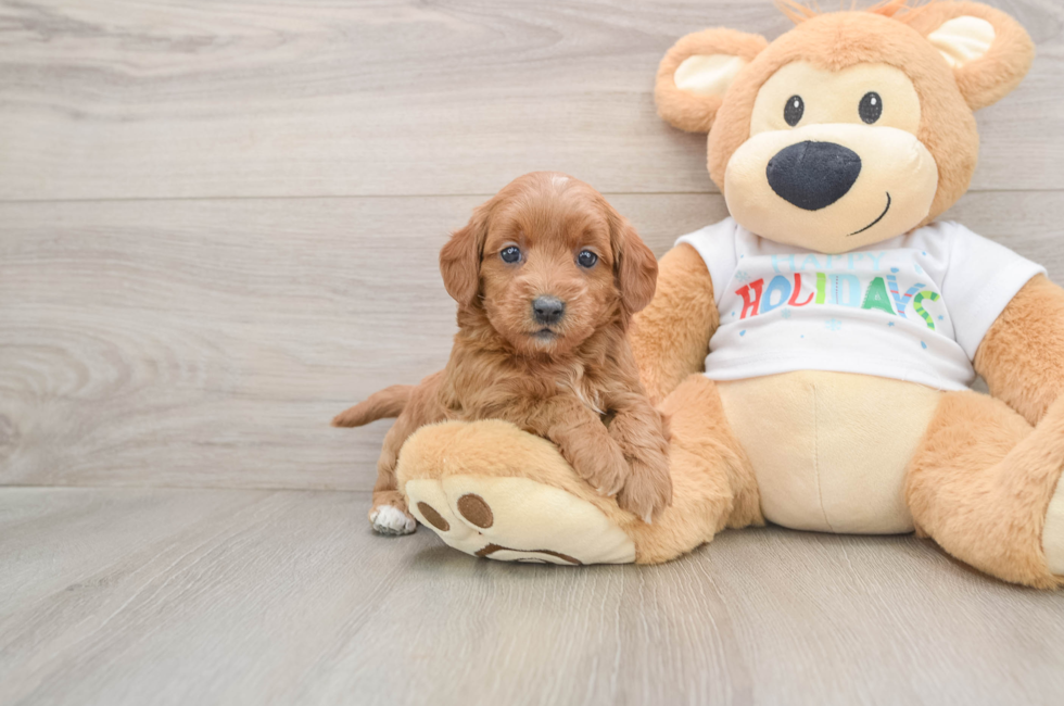 5 week old Mini Goldendoodle Puppy For Sale - Lone Star Pups