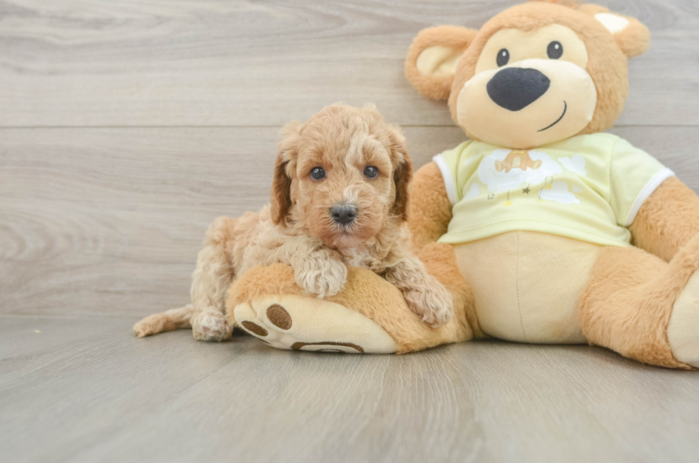 5 week old Mini Goldendoodle Puppy For Sale - Lone Star Pups