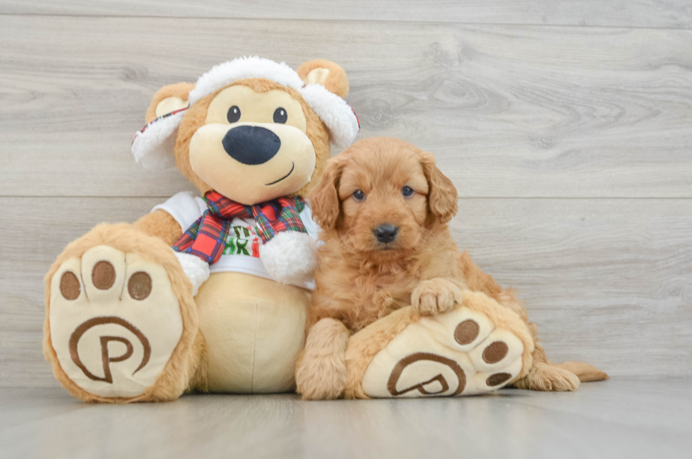 5 week old Mini Goldendoodle Puppy For Sale - Lone Star Pups