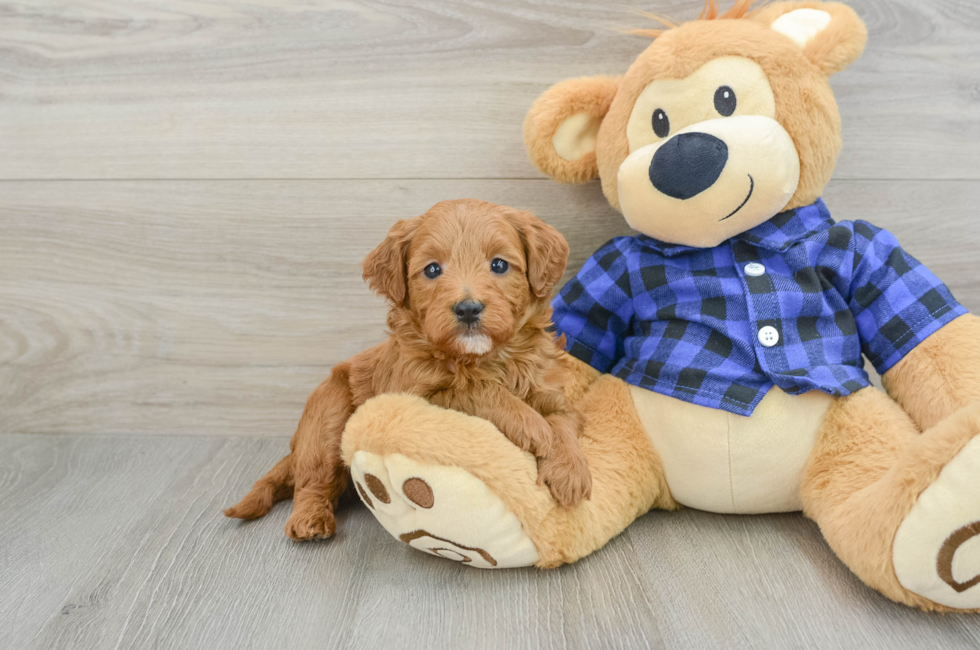 5 week old Mini Goldendoodle Puppy For Sale - Lone Star Pups