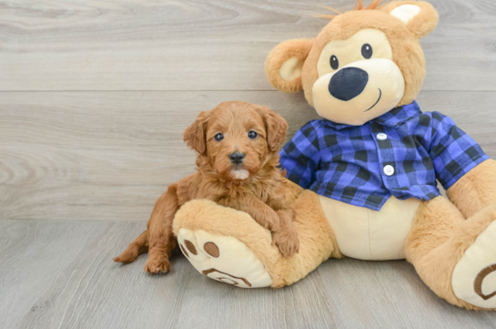 Playful Mini Groodle Poodle Mix Puppy