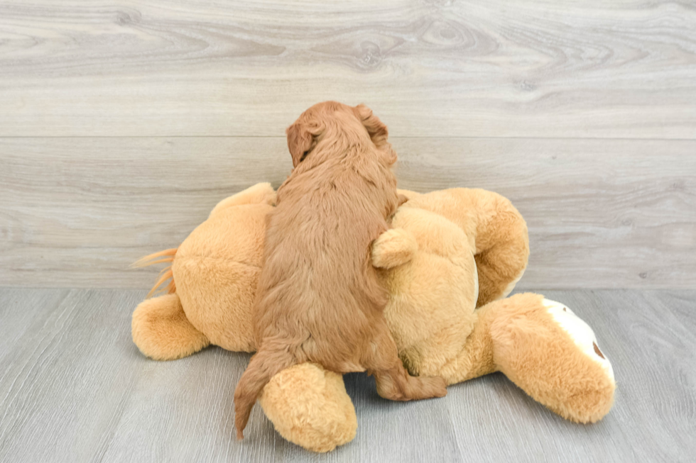 Smart Mini Goldendoodle Poodle Mix Pup