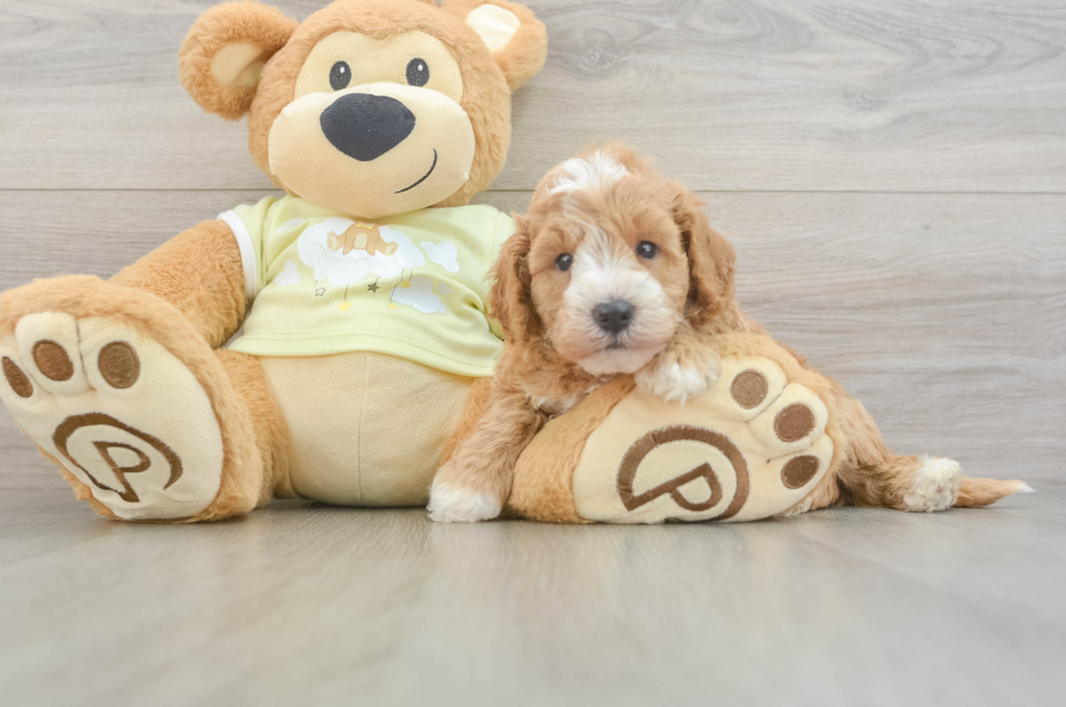 5 week old Mini Goldendoodle Puppy For Sale - Lone Star Pups