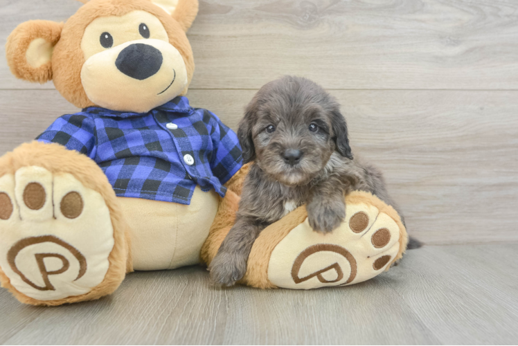 Petite Mini Goldendoodle Poodle Mix Pup