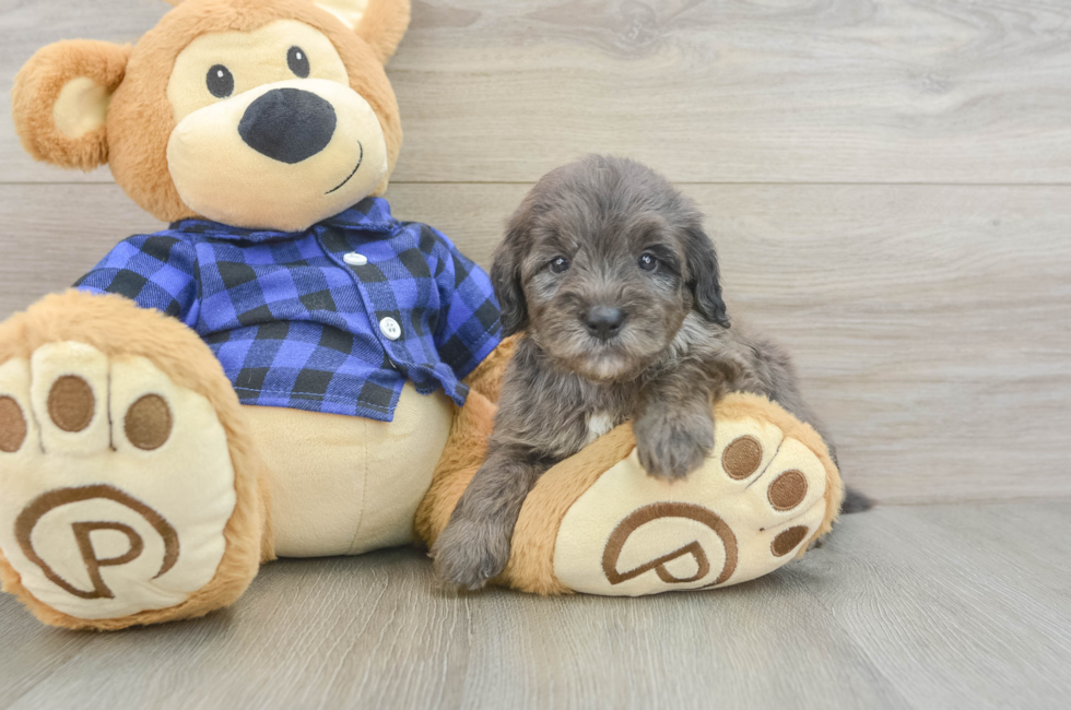 5 week old Mini Goldendoodle Puppy For Sale - Lone Star Pups