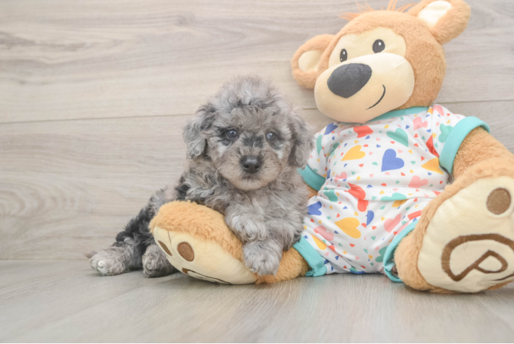 Happy Mini Goldendoodle Baby