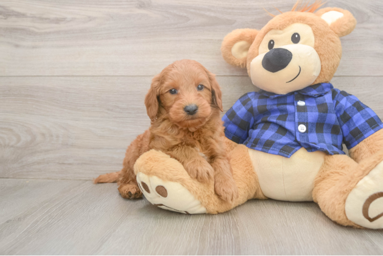 Best Mini Goldendoodle Baby