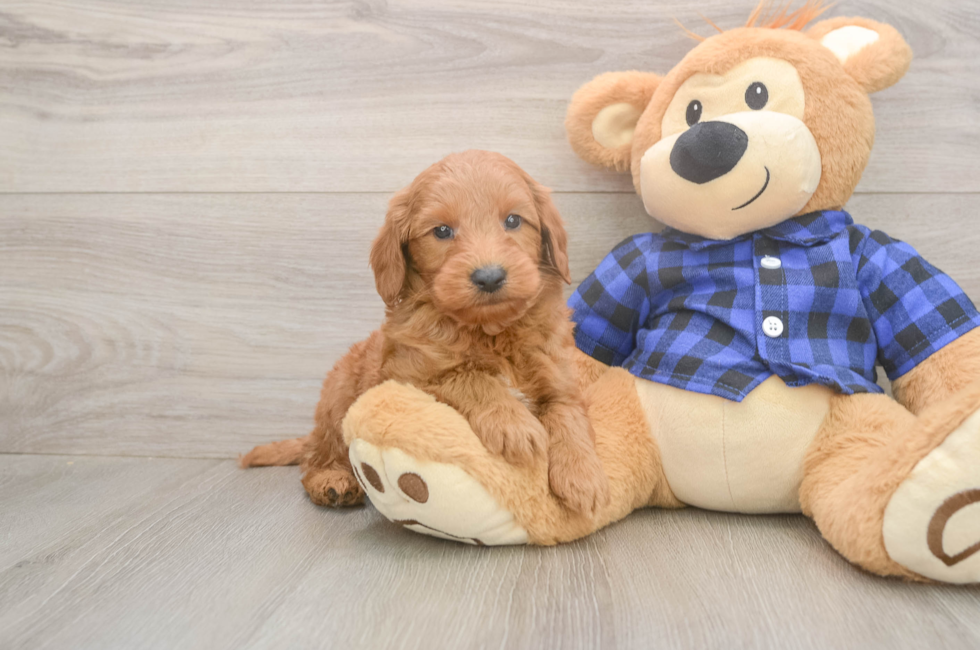 7 week old Mini Goldendoodle Puppy For Sale - Lone Star Pups