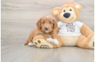 Small Mini Goldendoodle Baby
