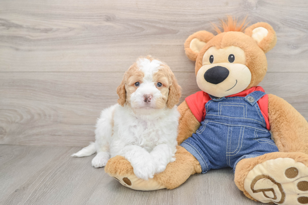 Adorable Golden Retriever Poodle Mix Poodle Mix Puppy