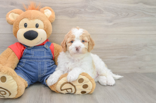 Mini Goldendoodle Pup Being Cute