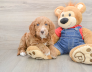 7 week old Mini Goldendoodle Puppy For Sale - Lone Star Pups
