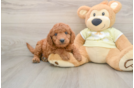 Cute Mini Goldendoodle Baby