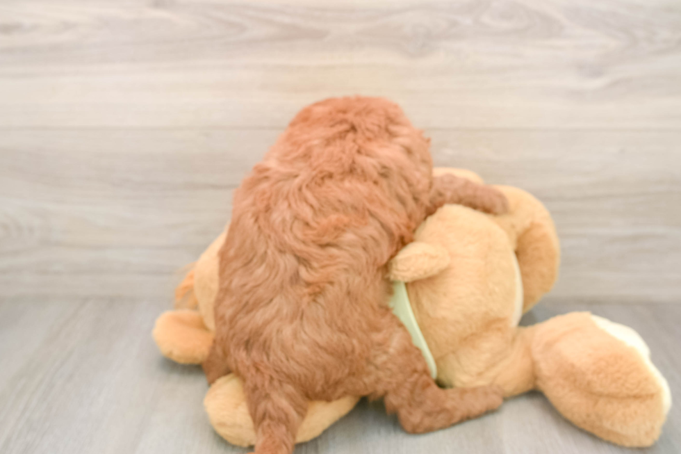 Mini Goldendoodle Puppy for Adoption