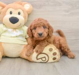 8 week old Mini Goldendoodle Puppy For Sale - Lone Star Pups