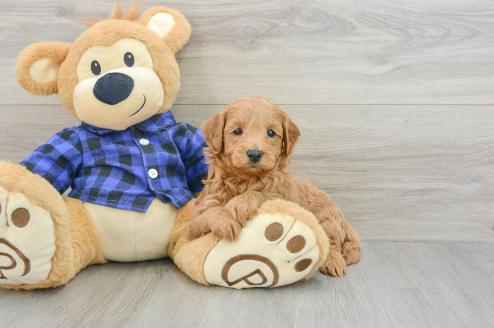 5 week old Mini Goldendoodle Puppy For Sale - Lone Star Pups