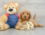 8 week old Mini Goldendoodle Puppy For Sale - Lone Star Pups