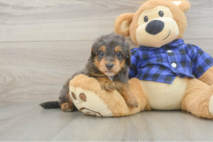 Cute Mini Goldendoodle Baby