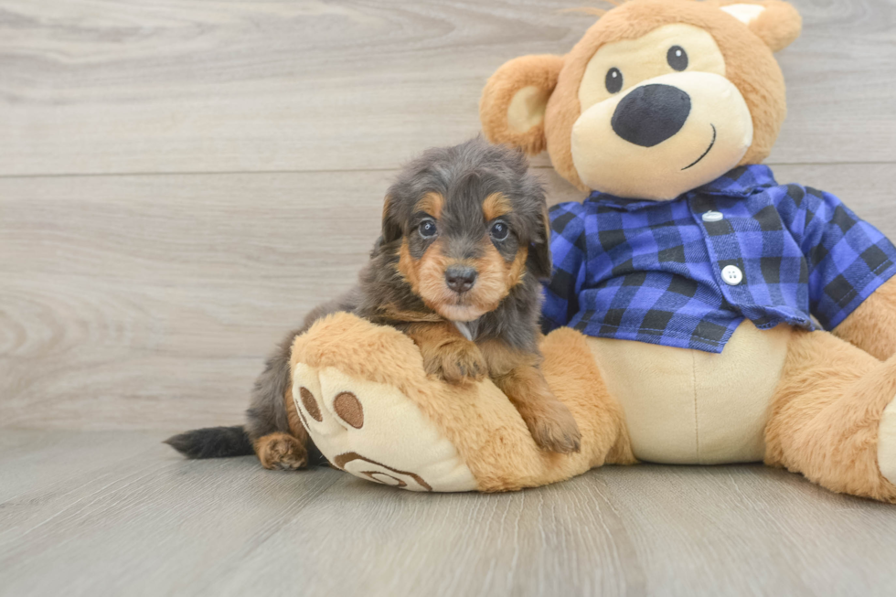 Cute Mini Goldendoodle Baby