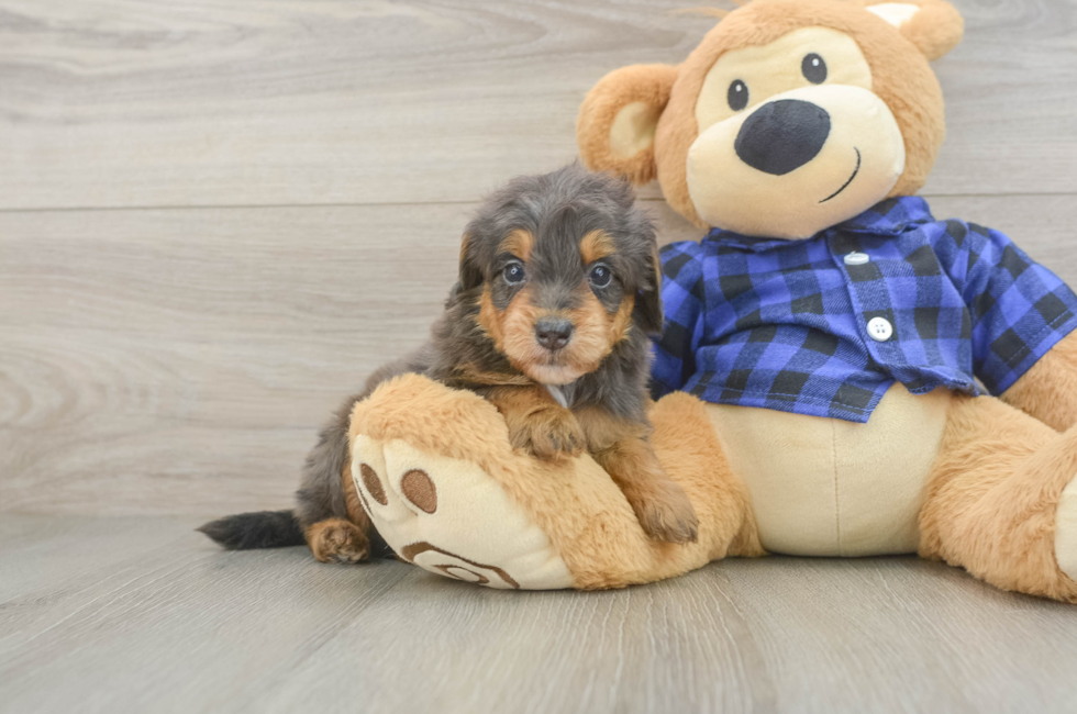 5 week old Mini Goldendoodle Puppy For Sale - Lone Star Pups