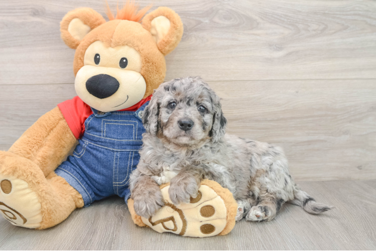 Mini Goldendoodle Pup Being Cute