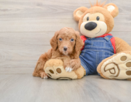 8 week old Mini Goldendoodle Puppy For Sale - Lone Star Pups