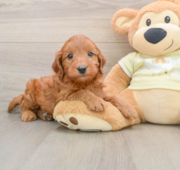 8 week old Mini Goldendoodle Puppy For Sale - Lone Star Pups
