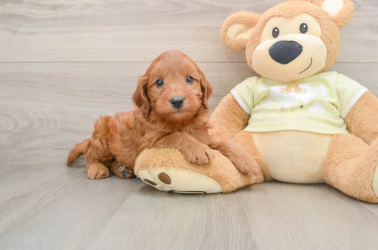 Little Mini Goldenpoo Poodle Mix Puppy