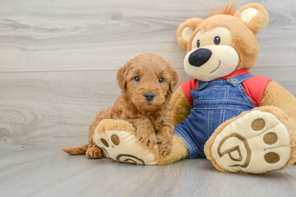 Mini Goldendoodle Puppy for Adoption