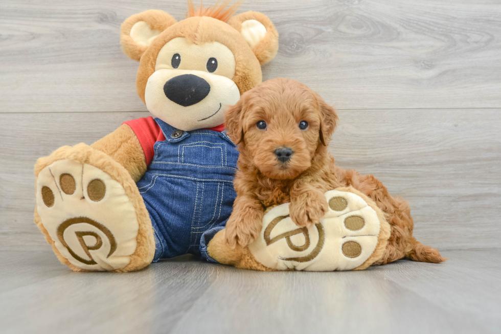 Popular Mini Goldendoodle Poodle Mix Pup