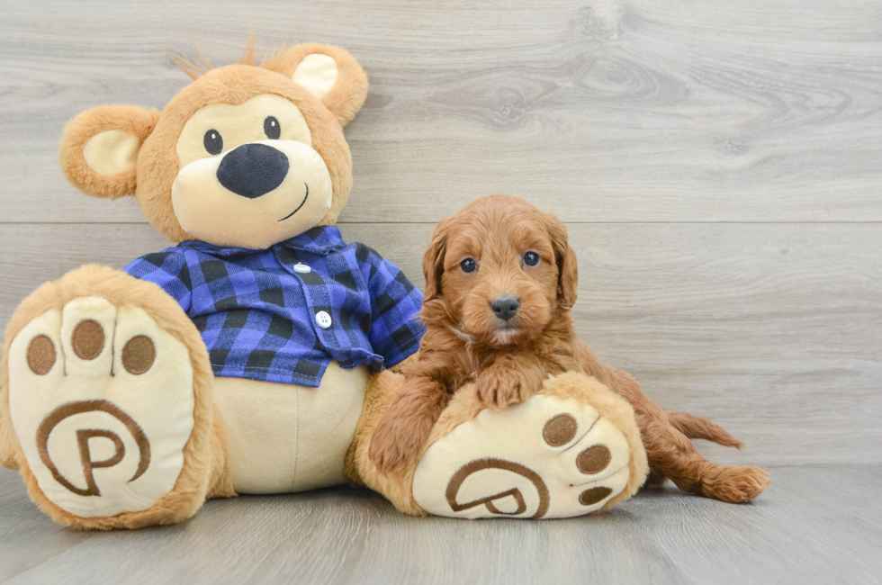 5 week old Mini Goldendoodle Puppy For Sale - Lone Star Pups