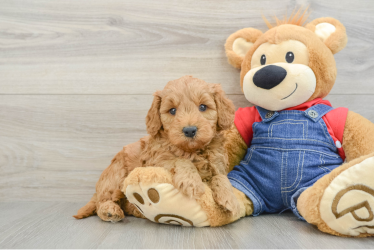 Mini Goldendoodle Pup Being Cute